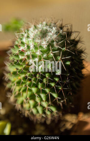 Petit cactus vert de près dans soft focus Banque D'Images