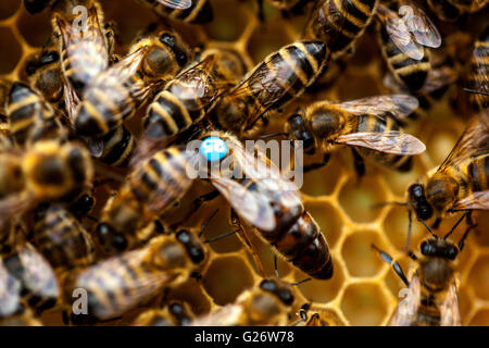 Abeille européenne APIs mellifera Reine abeille, marquée et entourée par des abeilles travailleuses sur des cellules ruches Banque D'Images