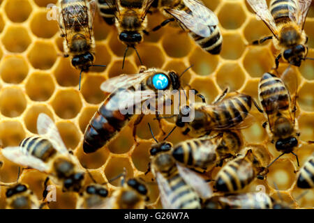 Abeille reine et abeilles ouvrières sur cellules abeille européenne API mellifera Banque D'Images