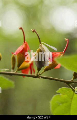 Les fleurs rouges en été à Chorla Ghats Mhadei Wildlife Sanctuary Goa Banque D'Images