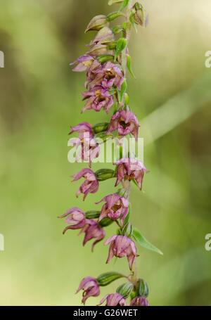 Large-leaved Helleborine subsp. Epipactis tremolsii, Wild Orchid, Andalousie, espagne. Banque D'Images