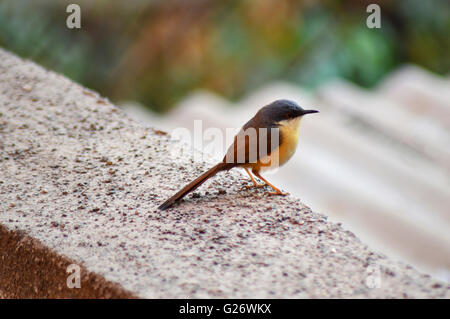 Prinia cendrée ou cendré wren (socialis prinia), Pune, Maharashtra, Inde Banque D'Images