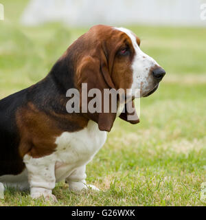 Basset hound Banque D'Images