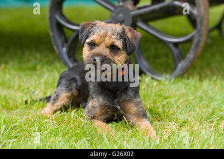 Border terrier Banque D'Images