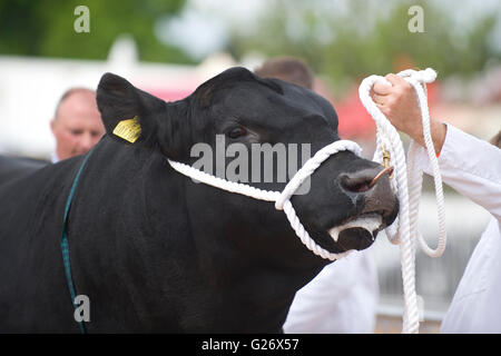 Aberdeen Angus bull à un spectacle Banque D'Images