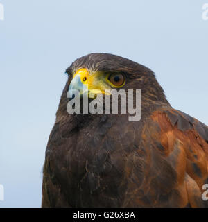 buse de Harris Banque D'Images