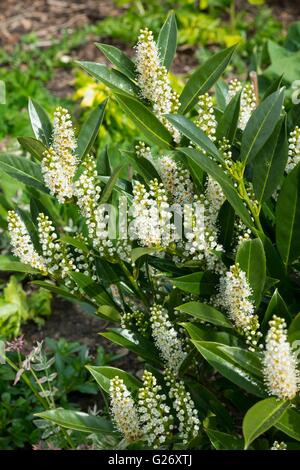 Prunus laurocerasus - laurier, cherry laurel Banque D'Images