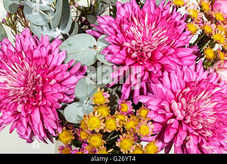 Close up de petits chrysanthèmes rose à fleurs multiples Banque D'Images