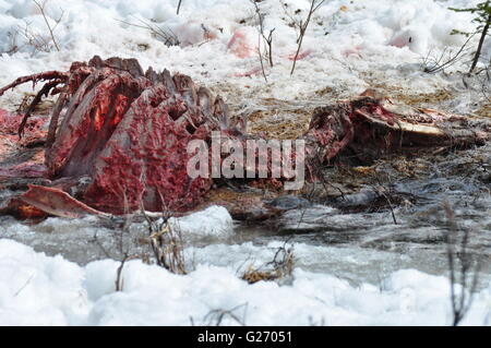 Carcasse de cerf dans la neige Banque D'Images