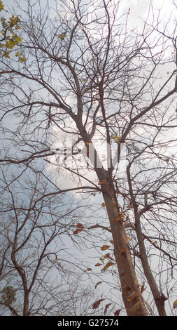 Vue verticale de l'arbre en bois de teck baron contre la toile de ciel bleu avec quelques nuages et rayons de soleil passant à travers Banque D'Images