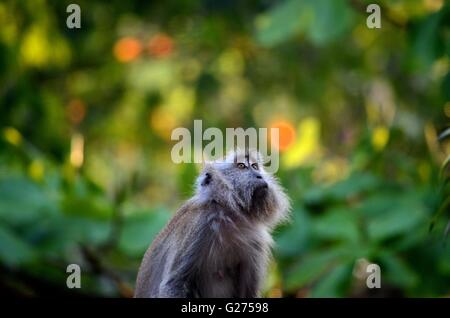 Singe macaque à longue queue femelle dans la forêt dans la jungle malaisienne Tioman Pahang regarde vers le haut Banque D'Images