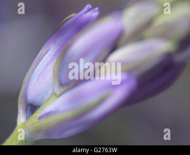 Macro fleur douce bluebell Banque D'Images