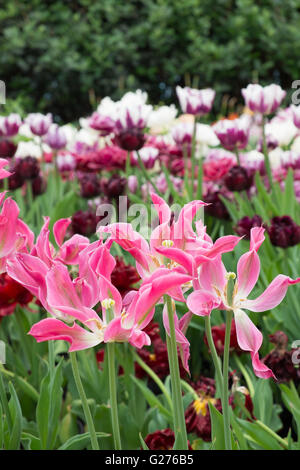 Tulipa tulipes rose et blanc Banque D'Images