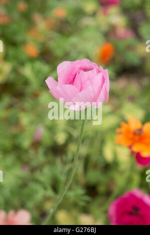 Persan Ranunculus asiaticus rose Banque D'Images