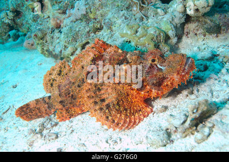 Scorpionfish Flathead, rascasses, pampilles ou petit-scaled scorpionfish (Scorpaenopsis oxycephala), mer Rouge, Afrique, Egipt Banque D'Images
