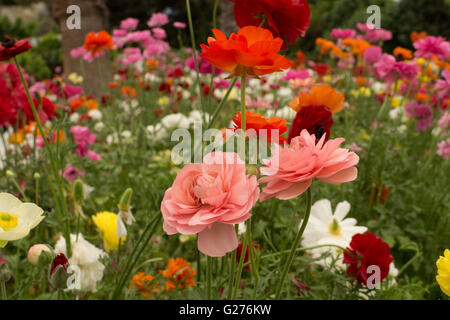 Un domaine de la renoncule Ranunculus asiaticus persan Banque D'Images