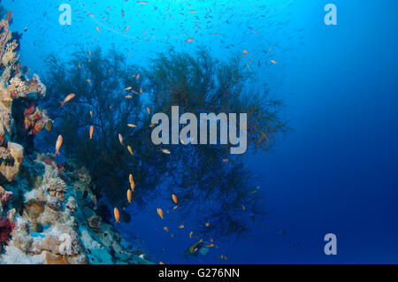 École de poisson orange vif, lyretail coralfish Sébastolobe Anthias anthias, lyretail, Goldie ou scalefin mer anthia Banque D'Images