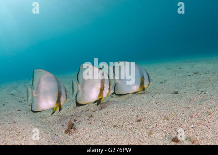 Banc de poissons platax Teira, platax, requins spadefish Roundface ou petit platax Platax teira) (sur le fond sablonneux Banque D'Images