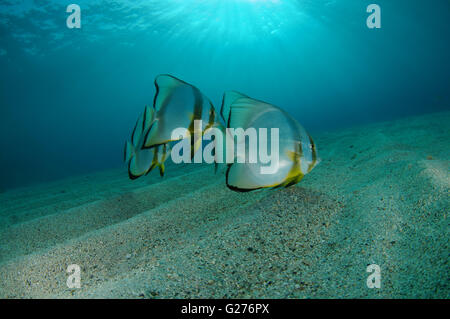 Banc de poissons platax Teira, platax, requins spadefish Roundface ou petit platax Platax teira) (sur le fond sablonneux Banque D'Images