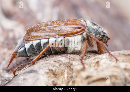 Cockchafer ou peut Bug sur bois - Melolontha melolontha Banque D'Images