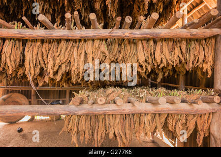 Le séchage des feuilles de tabac dans un hangar, Cuba Banque D'Images