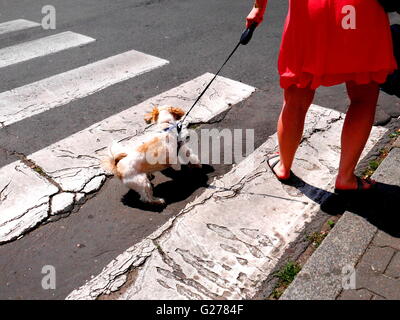 Chien sur une promenade Banque D'Images