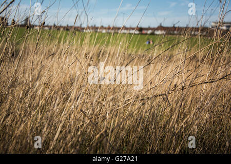 Les mauvaises herbes en seigneurie Recreation Ground à Tottenham, au nord de Londres, UK Banque D'Images