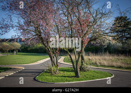 Les fleurs de printemps dans la Seigneurie Recreation Ground à Tottenham, au nord de Londres, UK Banque D'Images