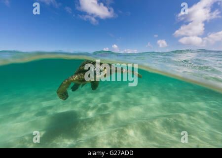 Une vue sous d'une tortue de mer verte d'Hawaii dans l'océan la baignade. Banque D'Images