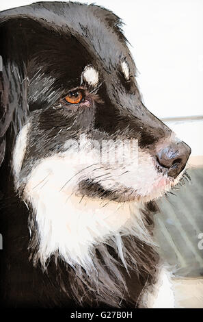 Portrait d'un border collie pedigree de sang froid. Banque D'Images