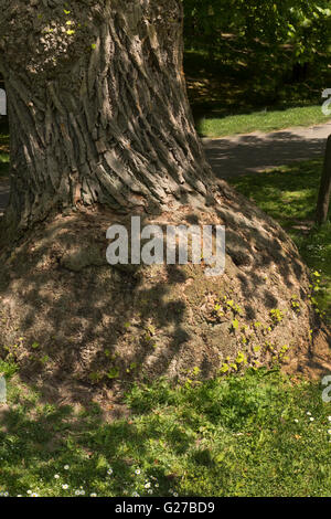 Tronc arbre malade. Banque D'Images