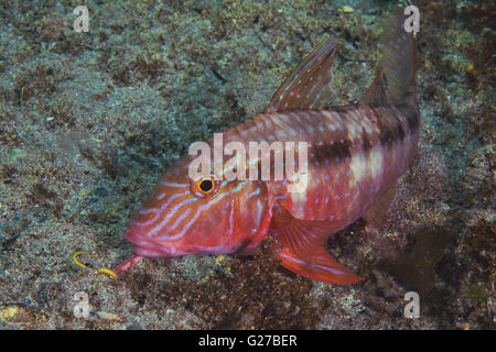 Rouge-barbet Upeneichthys lineatus (porosus) fond de sable Banque D'Images