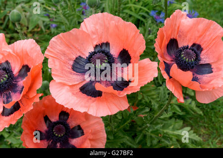 Close up of pink Pavot d'Orient (Papaver orientale) des fleurs au printemps Banque D'Images