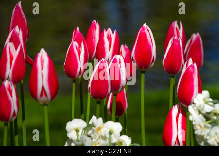 Bouquet de tulipes colorées ; ; ; printemps ; arrière-plan ; jardin ; terrain ; fleur ; rouge ; vert ; belle ; nature ; florale ; rose ; fraîche ; plante ; Banque D'Images