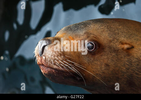 Lion de mer de Steller (Eumetopias jubatus) flotte dans l'eau. La baie d'Avacha, péninsule du Kamchatka, en Russie. Banque D'Images