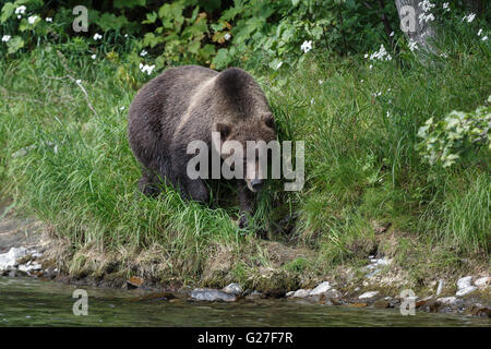 La faune de la péninsule du Kamtchatka Kamtchatka : ours brun est un ours sur le sentier le long de la rivière. Banque D'Images