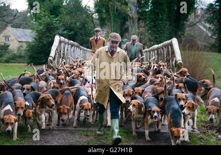 L'exercice de la chasse au phoque foxhounds Percy. Huntsman, Robert McCarthy menant la meute avec son Whipper Dans Robert Truscott Banque D'Images