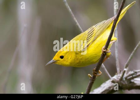 Paruline jaune perché sur une branche Banque D'Images