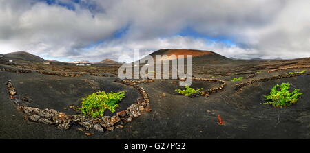 Vignes de vignes en demi-cercle des murs dans les champs de lave de La Geria, Lanzarote, Iles Canaries, Espagne Banque D'Images