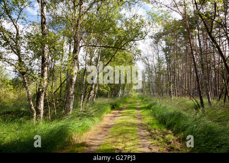 Sentier à travers la Grande Lande Ribnitzer Réserve Naturelle, Ribnitz Damgarten, Mecklenburg-Vorpommern, Allemagne Banque D'Images