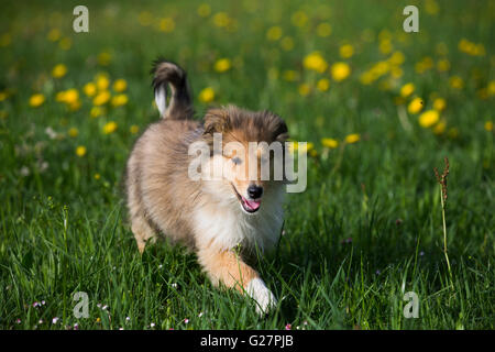 Collie, berger écossais, minet, sable blanc, s'exécutant dans le pissenlit prairie, Salzbourg, Autriche Banque D'Images