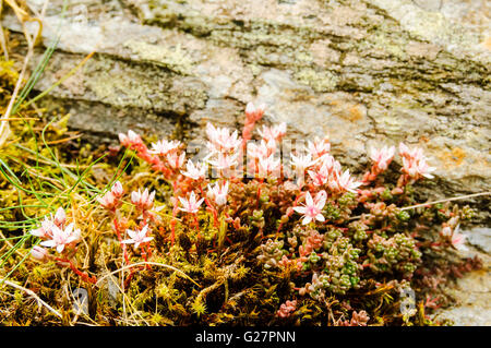 Starry Saxifrage à feuilles opposées (Saxifraga stellaris) qui fleurit au milieu des rochers sur Yewdale Fells près de Coniston dans le Lake District Banque D'Images