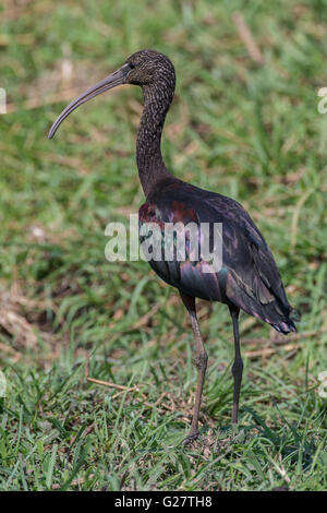 L'Ibis falcinelle (Plegadis falcinellus), Botswana Banque D'Images