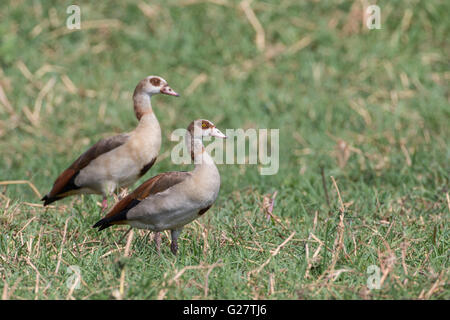 Oies égyptiennes (Alopochen aegyptiacus), Botswana Banque D'Images