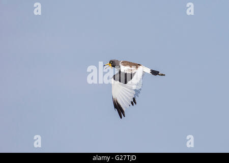 À couronne blanche sociable (Vanellus albiceps) en vol, Province du Sud, Zambie Banque D'Images