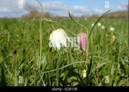 Lugg meadows sont du plus important Lammas Prairies dans le Royaume-Uni avec des fleurs rares Snakeshead Friitillary Banque D'Images