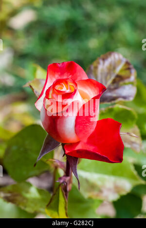 Le chapelet de Roses Banque D'Images