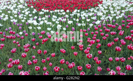 Nombreuses tulipes en différentes couleurs dans un jardin de printemps. Banque D'Images