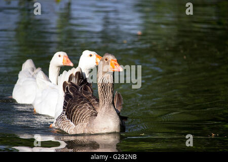 Danube - oie cendrée (Anser anser) Gander et deux oies domestiques blanche (Anser anser formes domestica) Nager dans une ligne Banque D'Images