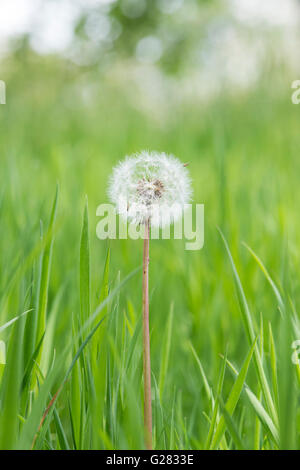 Le pissenlit disparu à la semence dans l'herbe dans la campagne anglaise Banque D'Images